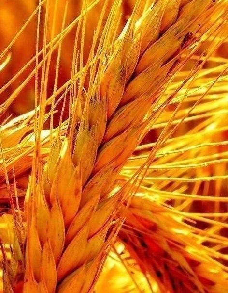 №709731 - пшеница, колос - оригинал