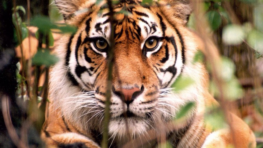 Тигр на охоте - животные, тигры - оригинал