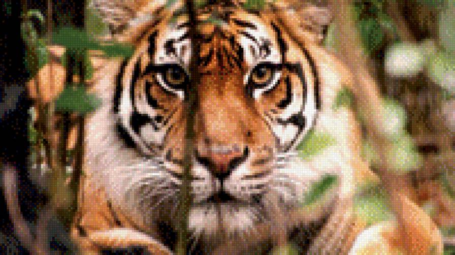 Тигр на охоте - тигры, животные - предпросмотр