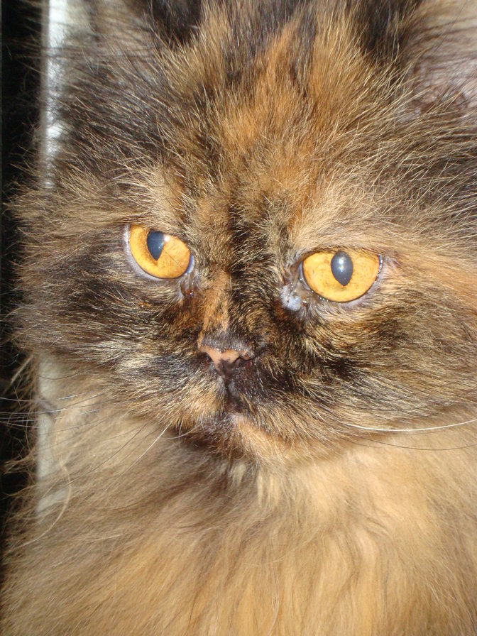 Симона - оригинал