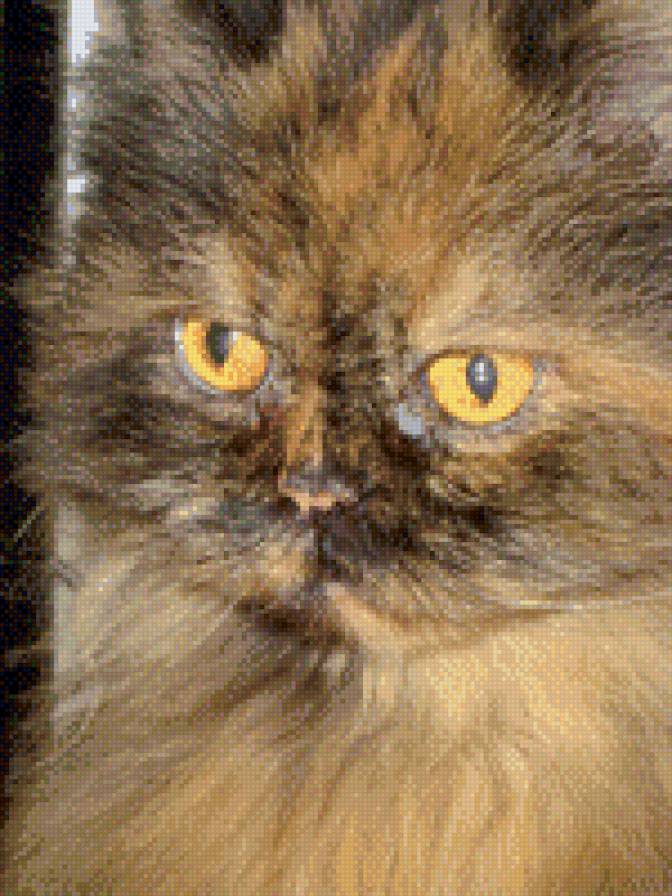 Симона - предпросмотр