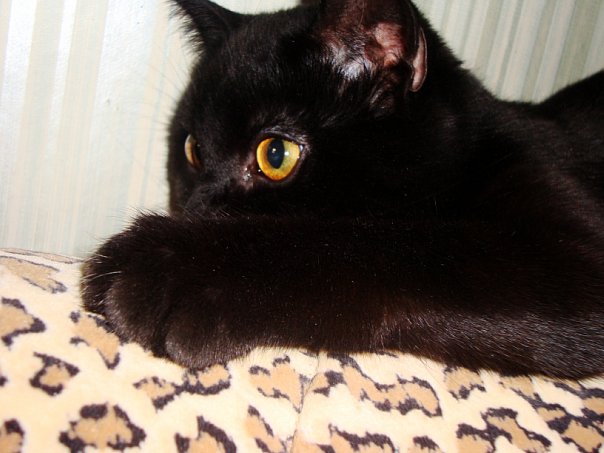 Яхонт - оригинал