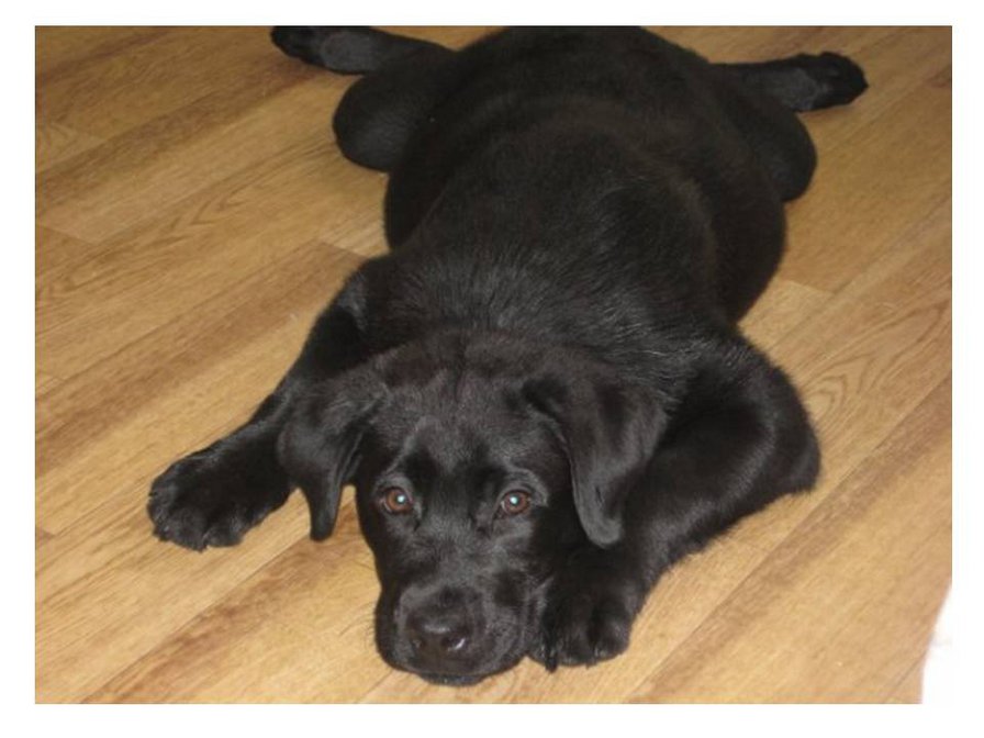 Бесёныш - собака - оригинал