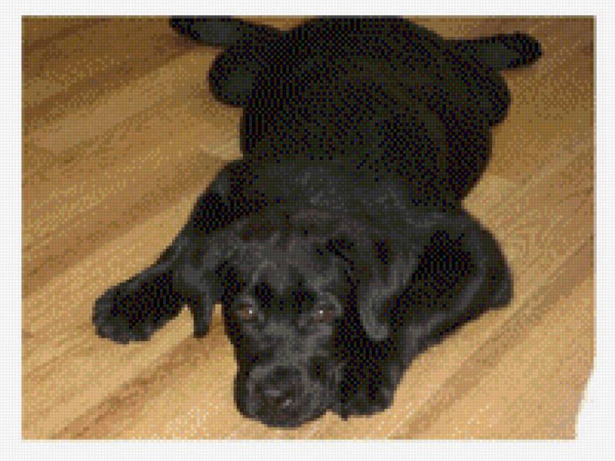 Бесёныш - собака - предпросмотр