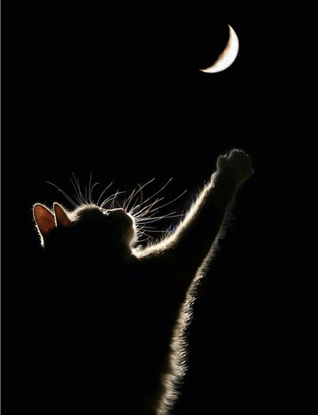 черный кот - оригинал