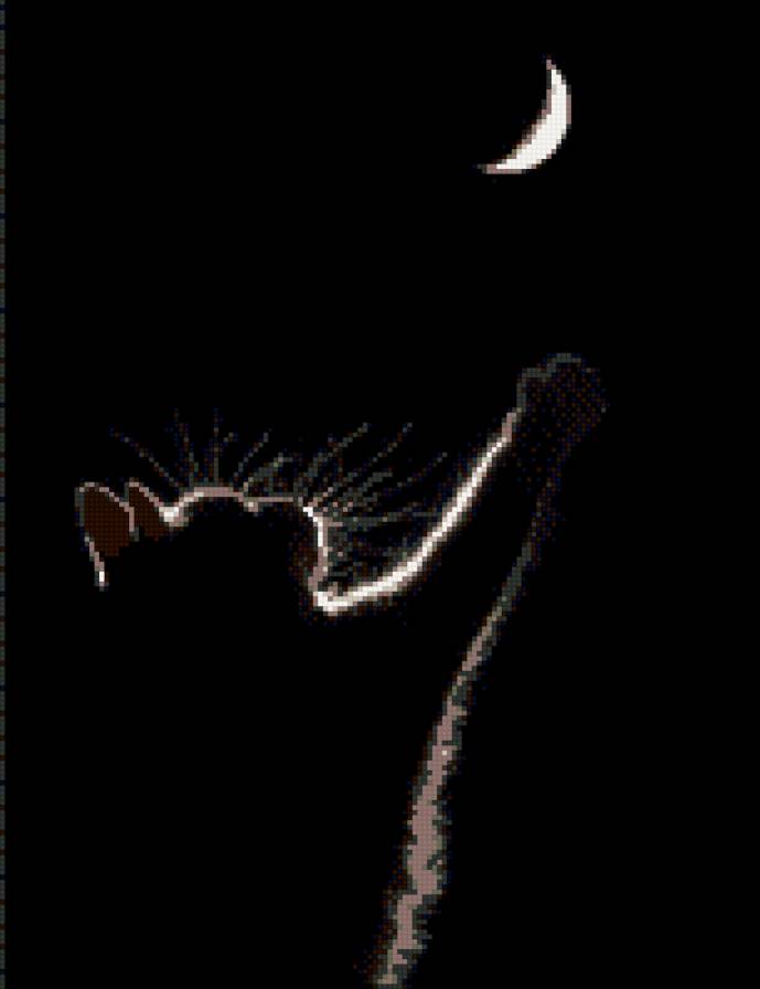 черный кот - предпросмотр