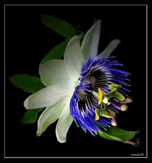 Пассифлора - кавалерская звезда, подушка, цветок, страстоцвет - оригинал