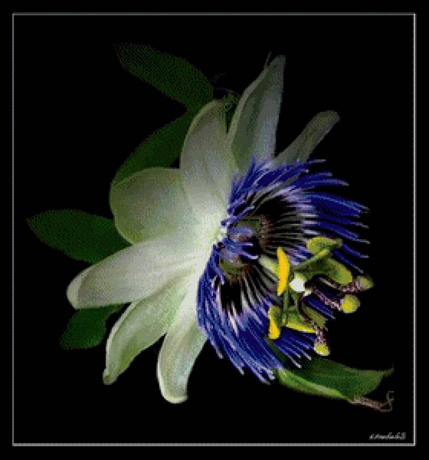 Пассифлора - подушка, кавалерская звезда, страстоцвет, цветок - предпросмотр