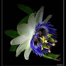 Схема вышивки «Пассифлора»