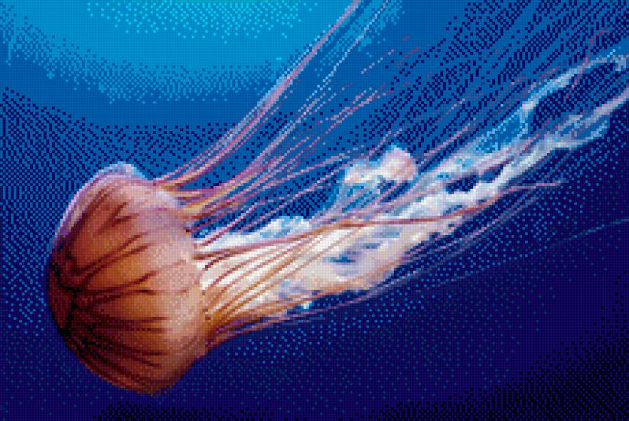 Медуза - море, медуза - предпросмотр
