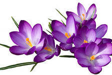 Схема вышивки «цветы»