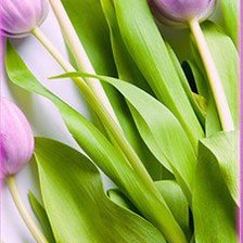 Схема вышивки «тюльпаны. ч.2»