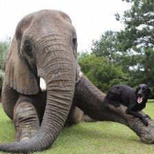 Схема вышивки «Слон и моська»