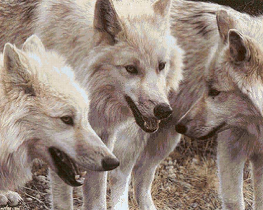 Волки - волки, хищники, животные - предпросмотр