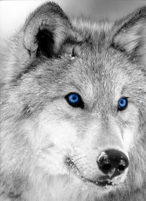 Волк - животные, волки, хищник - оригинал