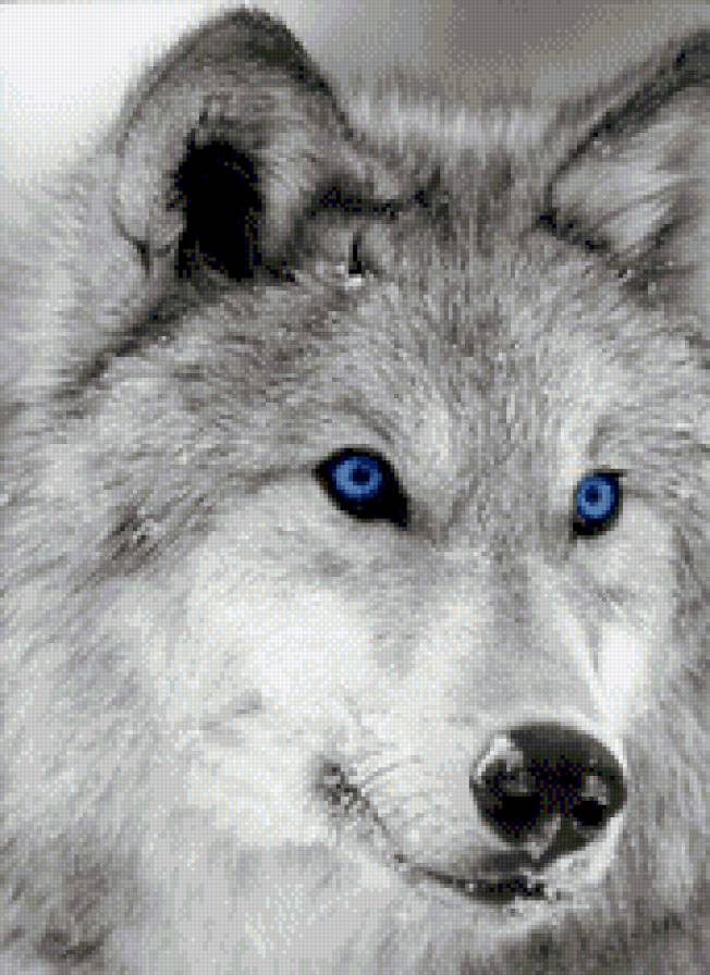 Волк - животные, волки, хищник - предпросмотр