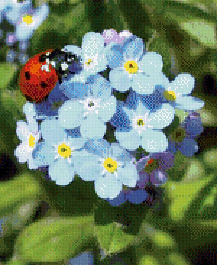 божья коровка - насекомое, цветы - предпросмотр