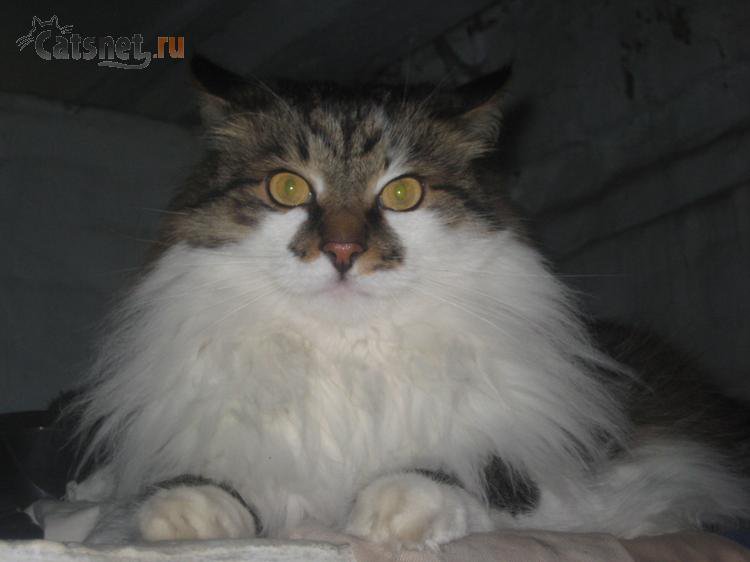 Стёпка на печке - кошки - оригинал