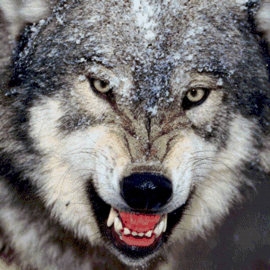 злость волка - хищник, животные, волки - предпросмотр