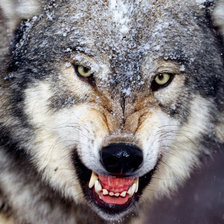 Схема вышивки «злость волка»