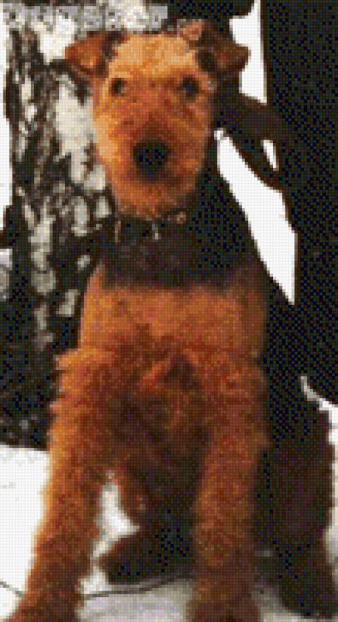 Ронка - собаки - предпросмотр