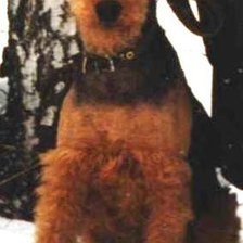 Схема вышивки «Ронка»