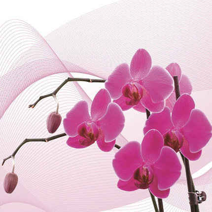 триптих орхидея (правая часть) - триптих, цветы, орхидея - оригинал