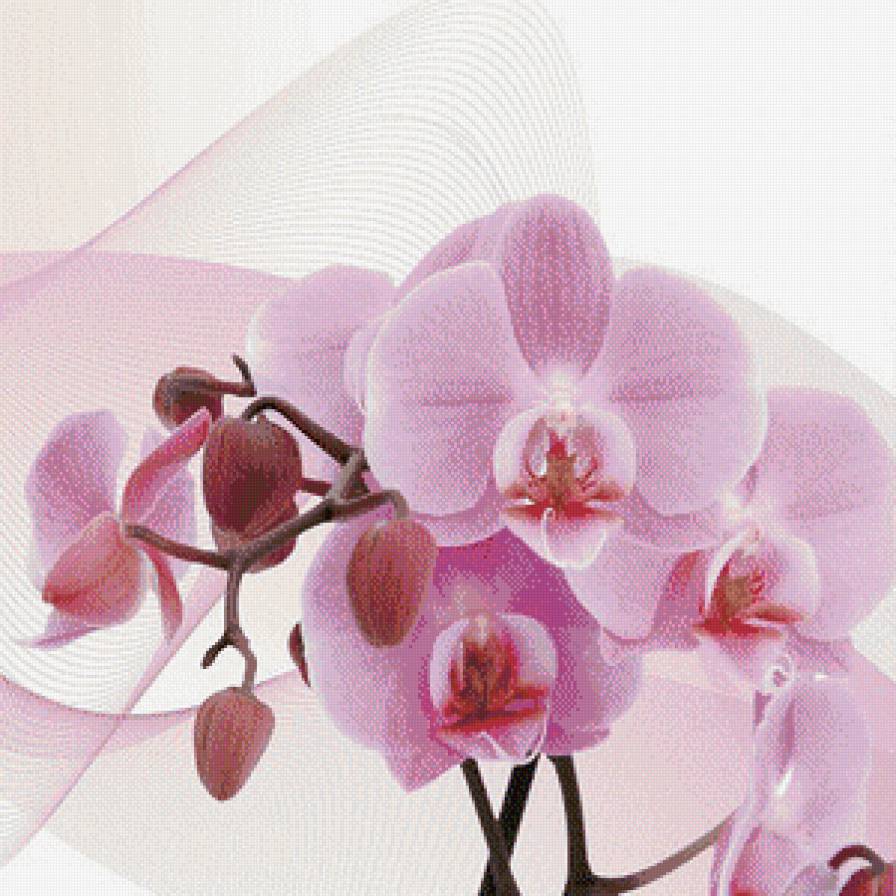 триптих орхидея (середина) - цветы, триптих, орхидея - предпросмотр