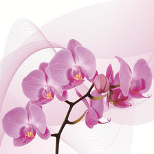 Схема вышивки «триптих орхидея (левая часть)»