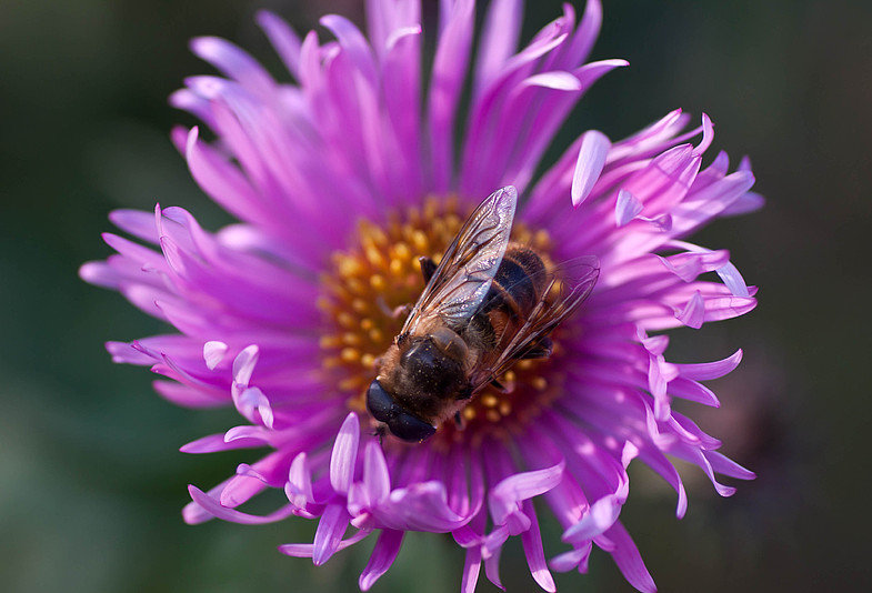 пчела на цветке - оригинал