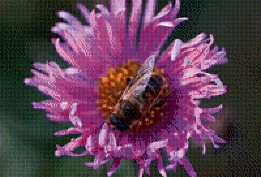 пчела на цветке - предпросмотр