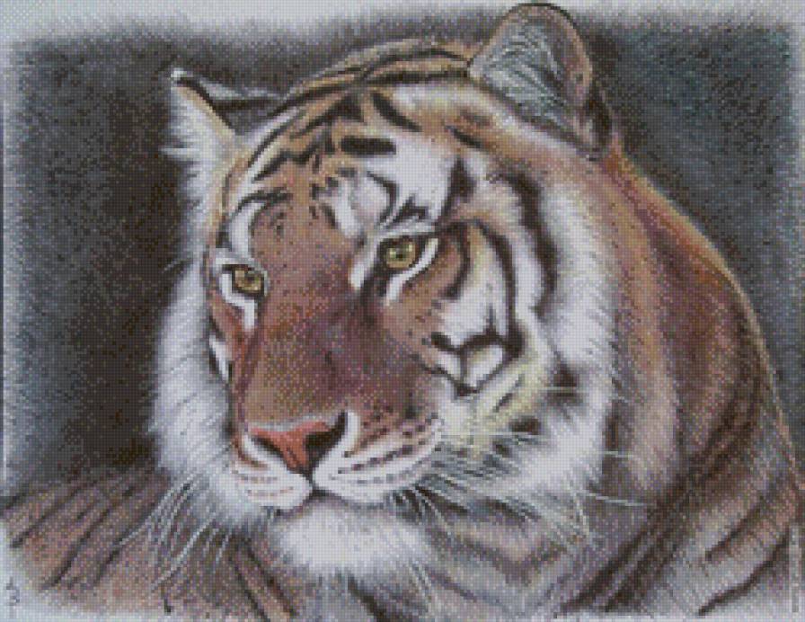 Тигр - хищник, животные, тигр - предпросмотр