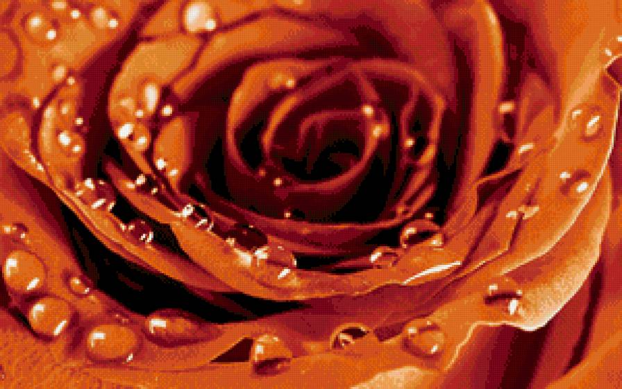 №711309 - капля, оранжевый, цветок, роса, роза, макро - предпросмотр