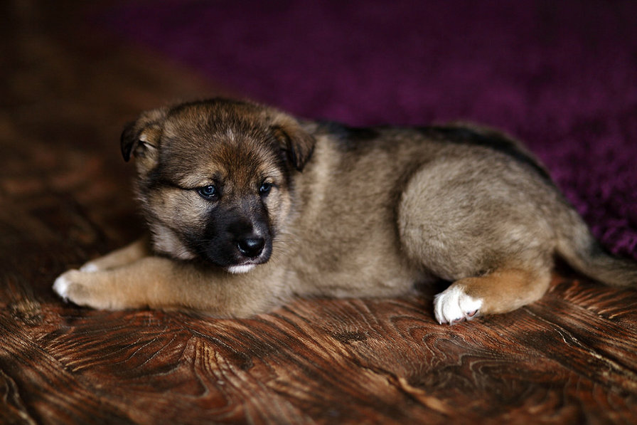 щенок - щенок - оригинал