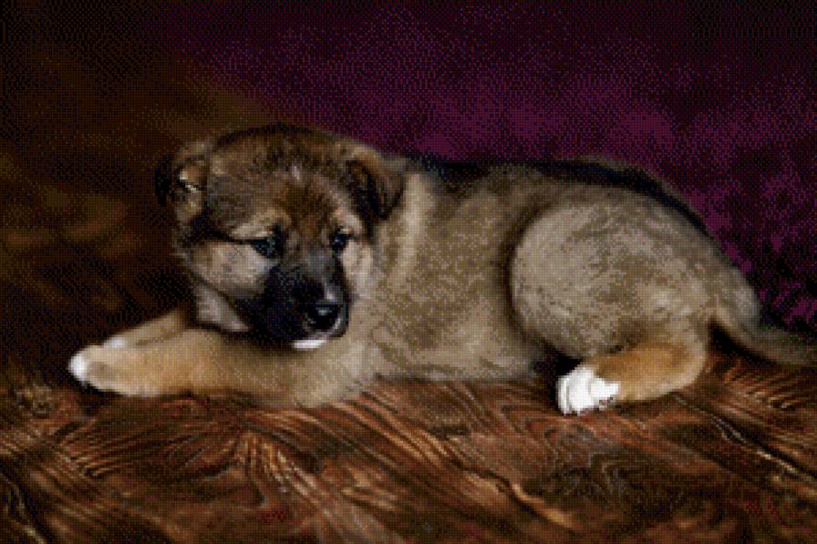 щенок - щенок - предпросмотр