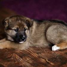 Схема вышивки «щенок»