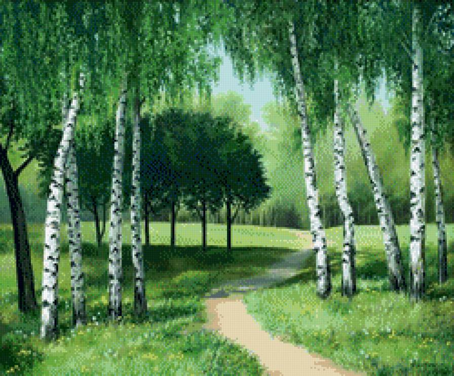 Березки - лес, деревья, береза, природа - предпросмотр