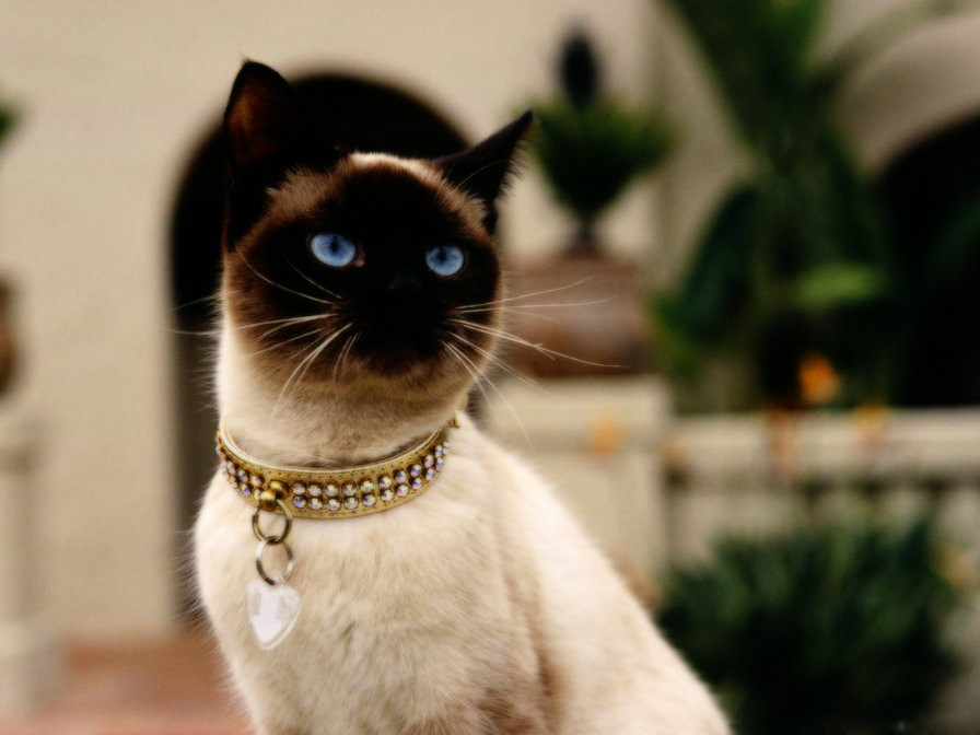 киса - кошка, сиамская, киса - оригинал