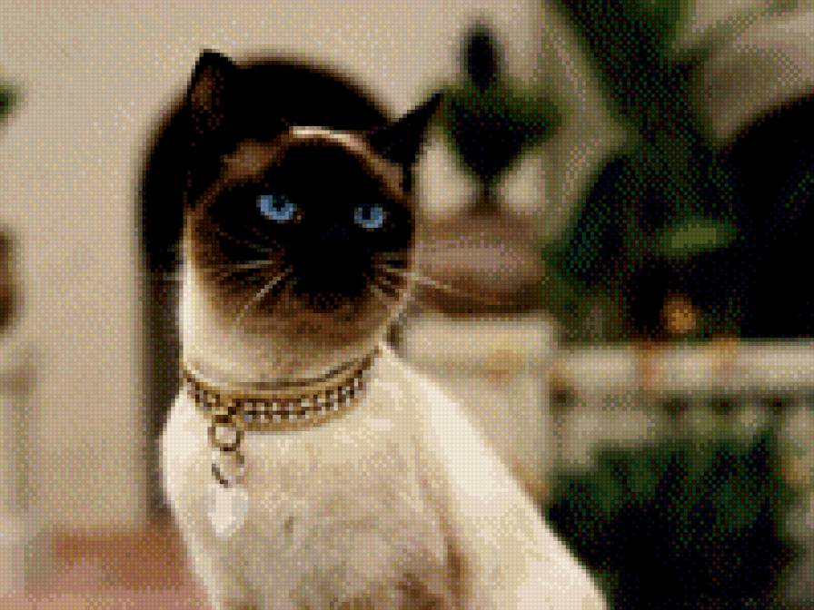 киса - сиамская, кошка, киса - предпросмотр