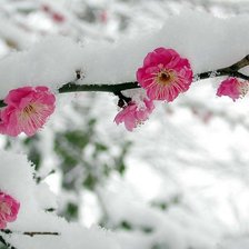 Сакура и снег
