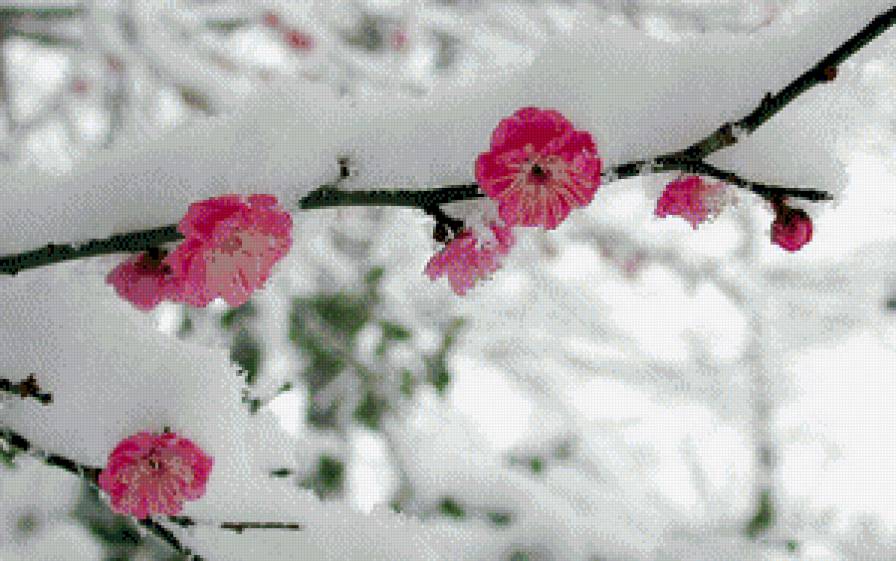 Сакура и снег - зима, сакура - предпросмотр