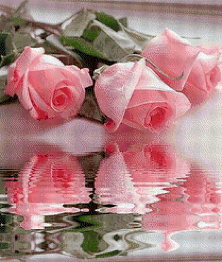 розы - букет, розы. цветы - предпросмотр