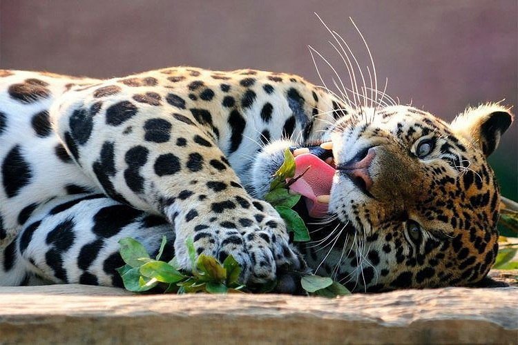 Большая кошка - оригинал