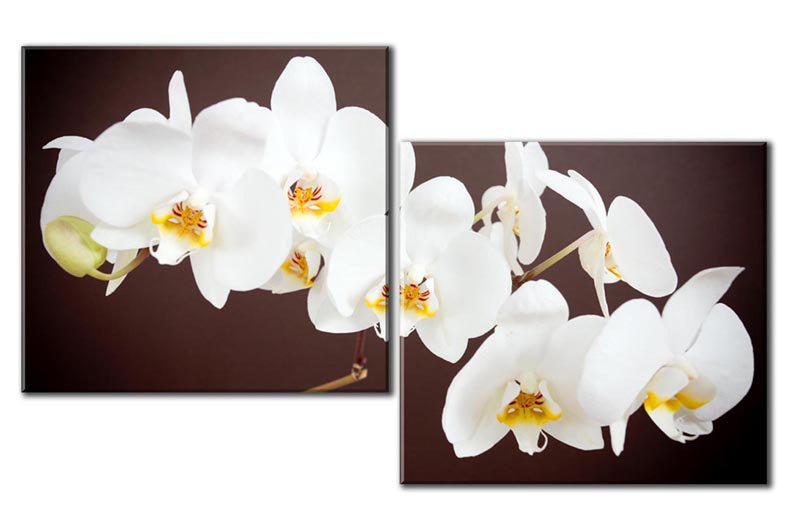 Диптих орхидея - орхидея, диптих, картина, триптих - оригинал