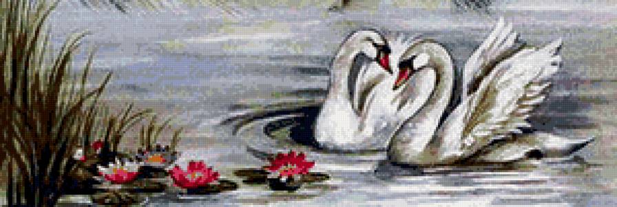 пара лебедей - цветы, птицы, лебеди - предпросмотр