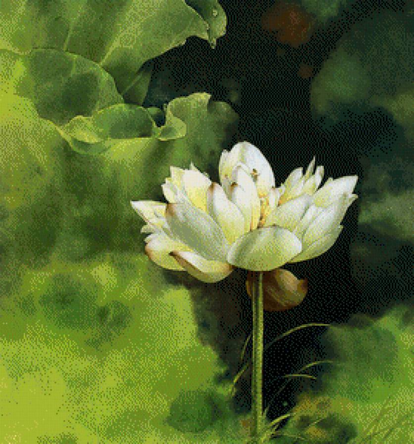 Лотос - цветы, пейзаж, вода - предпросмотр