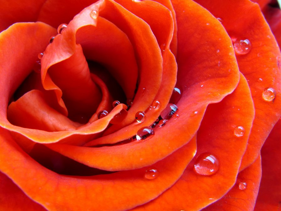 №712530 - оранжевый, роза, капля, цветок, макро, роса - оригинал