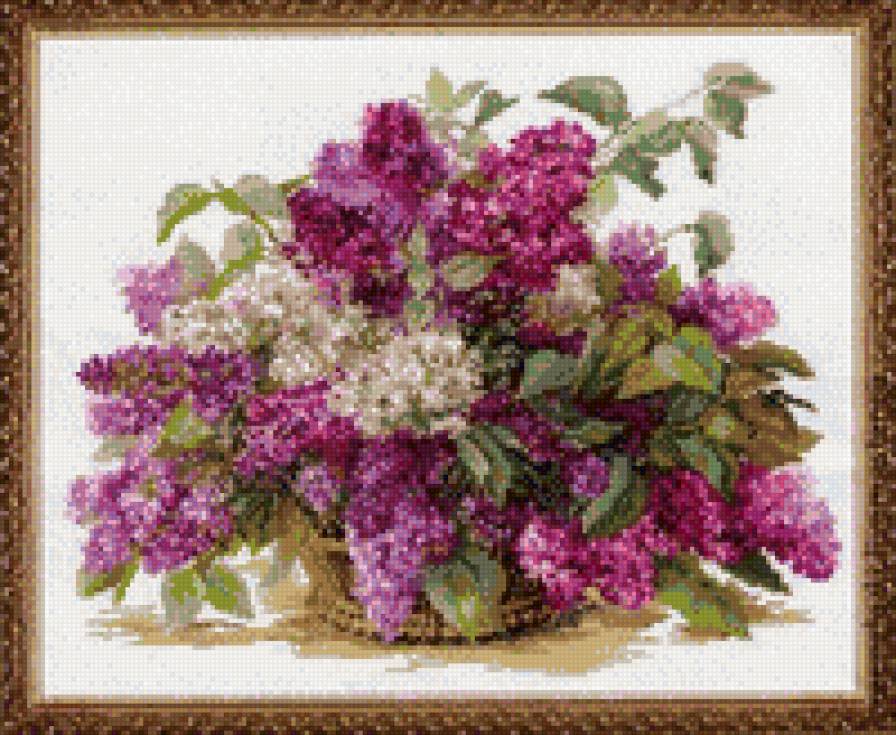 Сирень - фиолетовый, сирень, цветы - предпросмотр