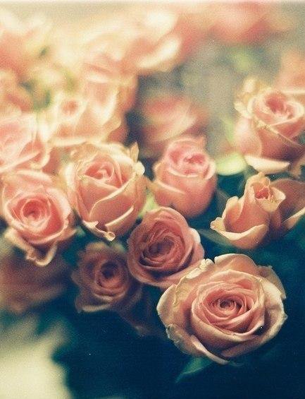 №712645 - цветы, розы - оригинал