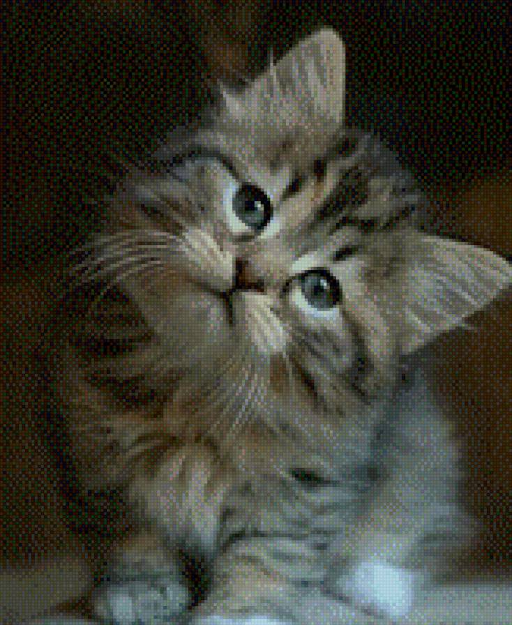 №712650 - котенок, звери, животные, кошки - предпросмотр